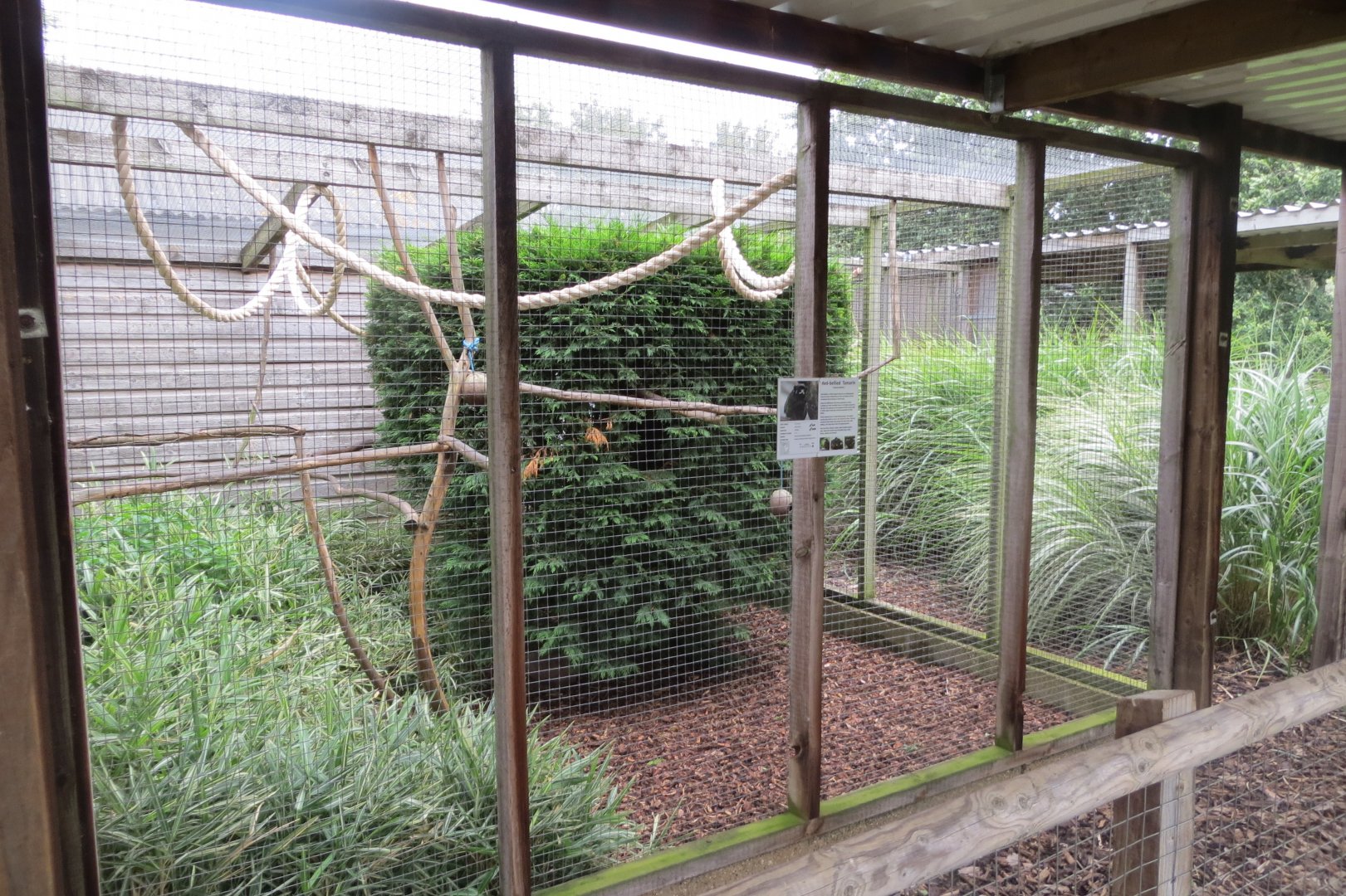 Red-bellied tamarin exhibit 100819