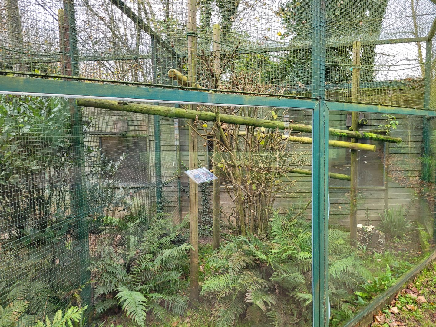 Red-bellied tamarin exhibit -Zoo de Santillana del Mar (2023)