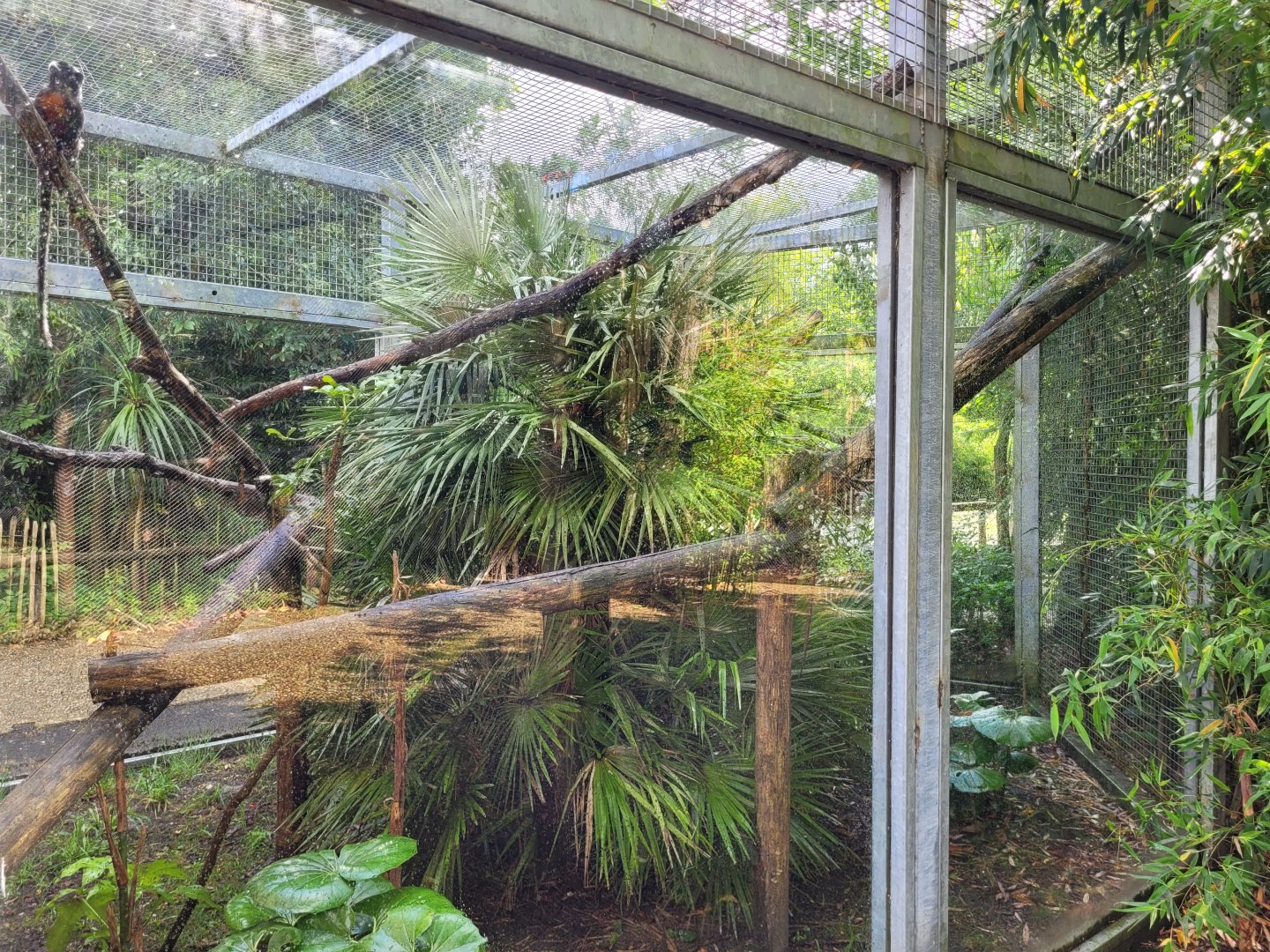 Red-bellied tamarin exhibit -Zoo du bassin d'Arcachon (2024)