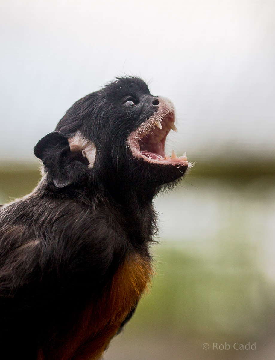 Red-bellied tamarin : Hamerton : 12 Jul 2015