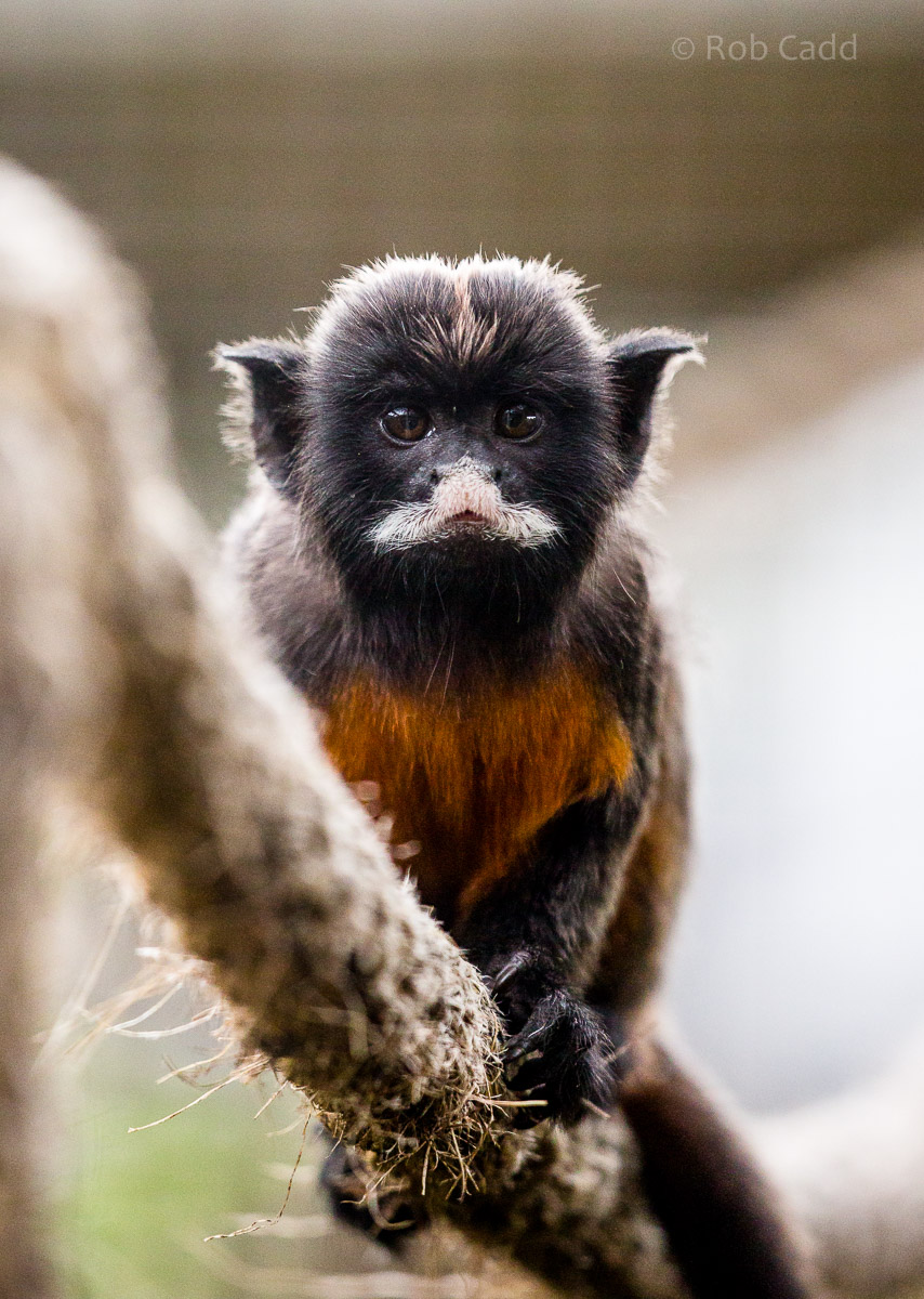 Red-bellied tamarin : Hamerton : 12 Jul 2015