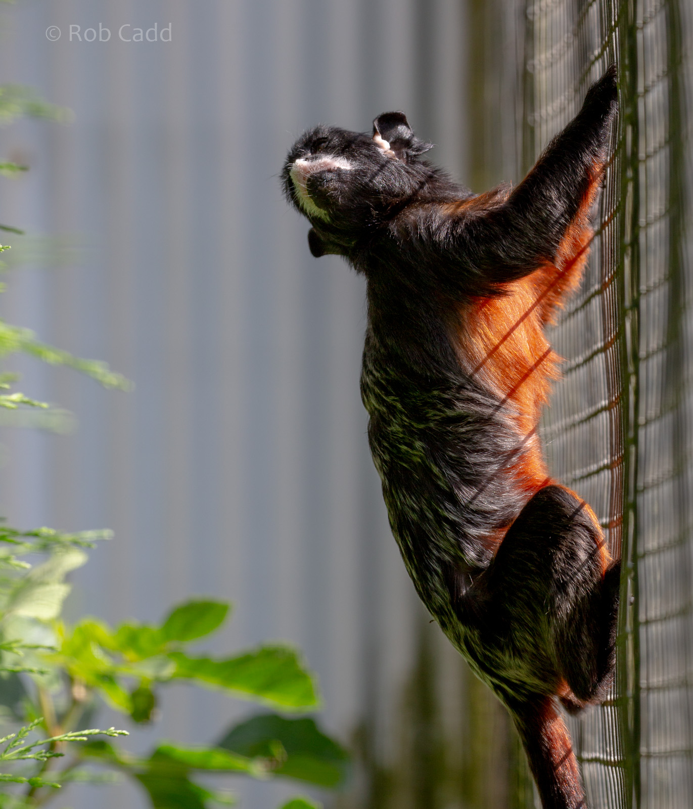 Red-bellied tamarin : Hamerton : 15 Jun 2018