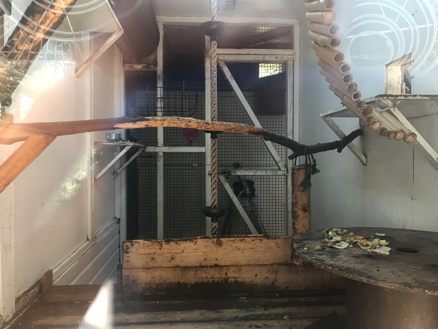 Red bellied tamarin indoors