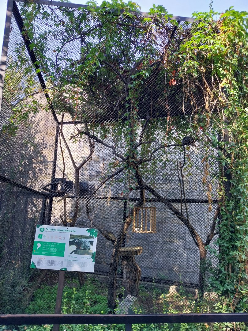 Red-bellied Tamarin (Saguinis labiatus)