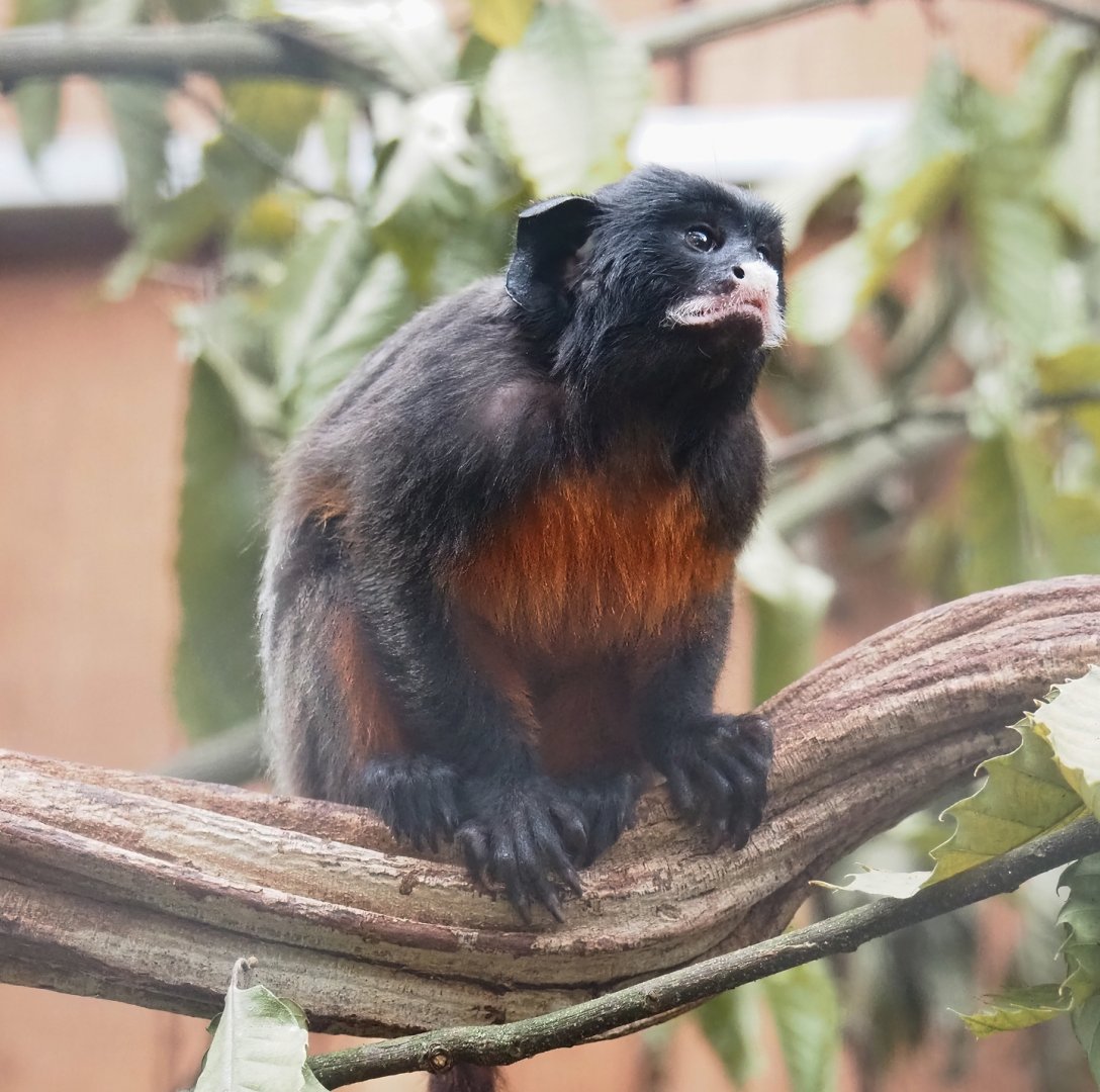 Red-bellied tamarin (Saguinus labiatus), 2023-08-17