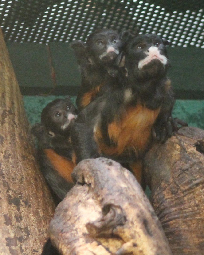 Red-bellied tamarin with young