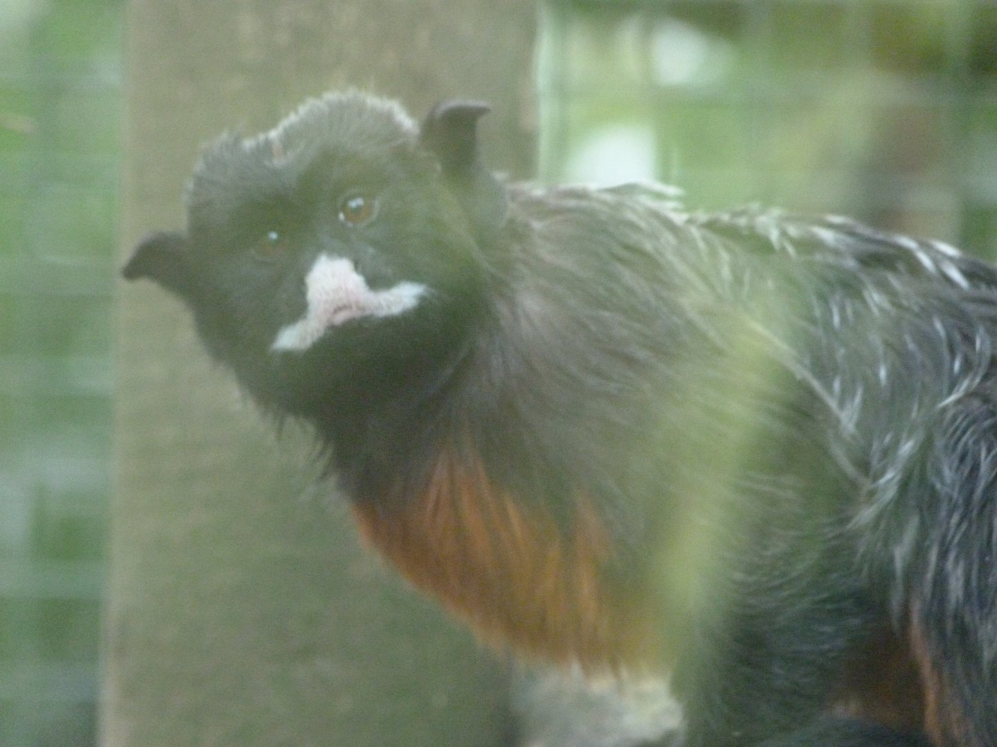 Red-bellied tamarin -Zoo de Santillana del Mar (2024)