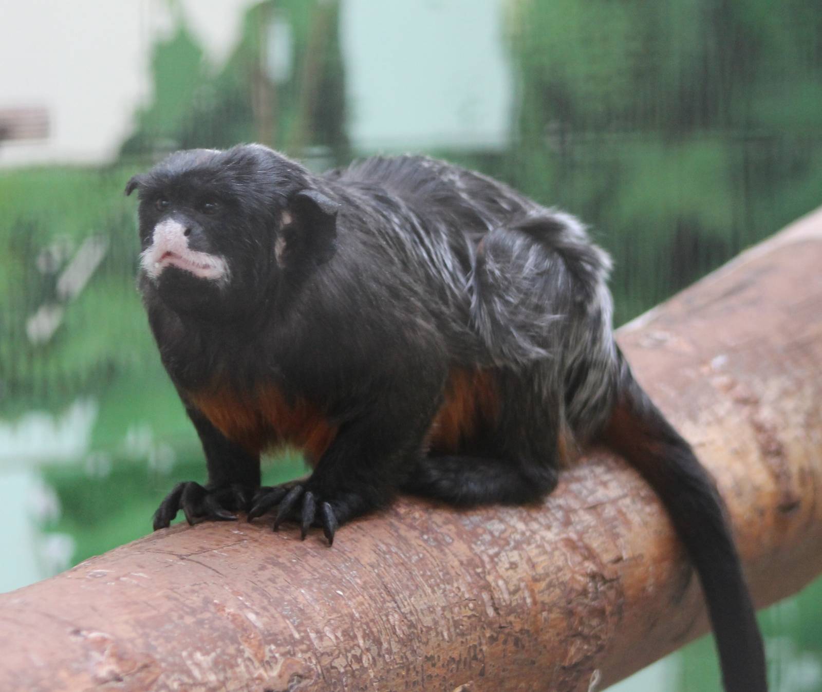 Red-bellied tamarin