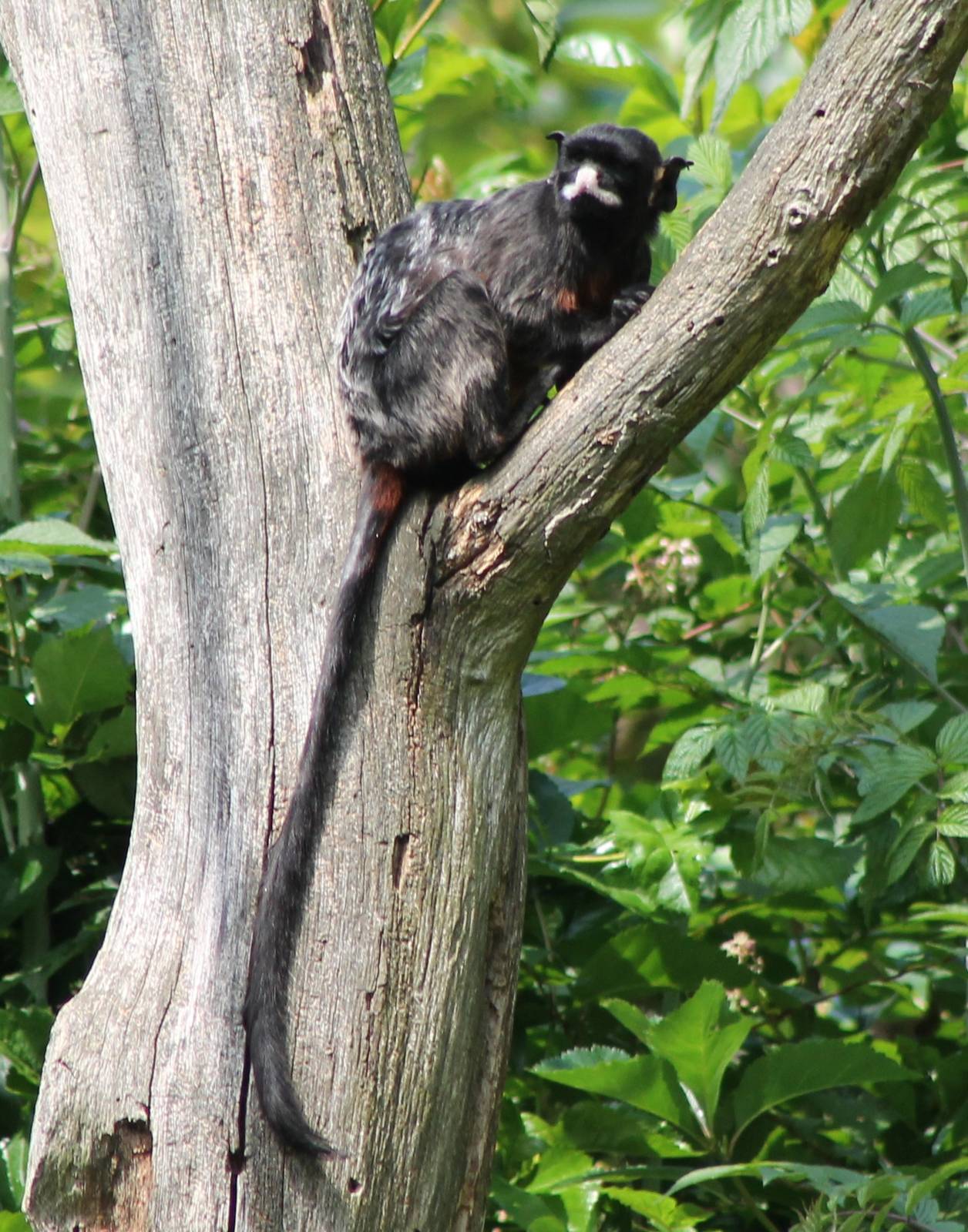 Red-bellied tamarin