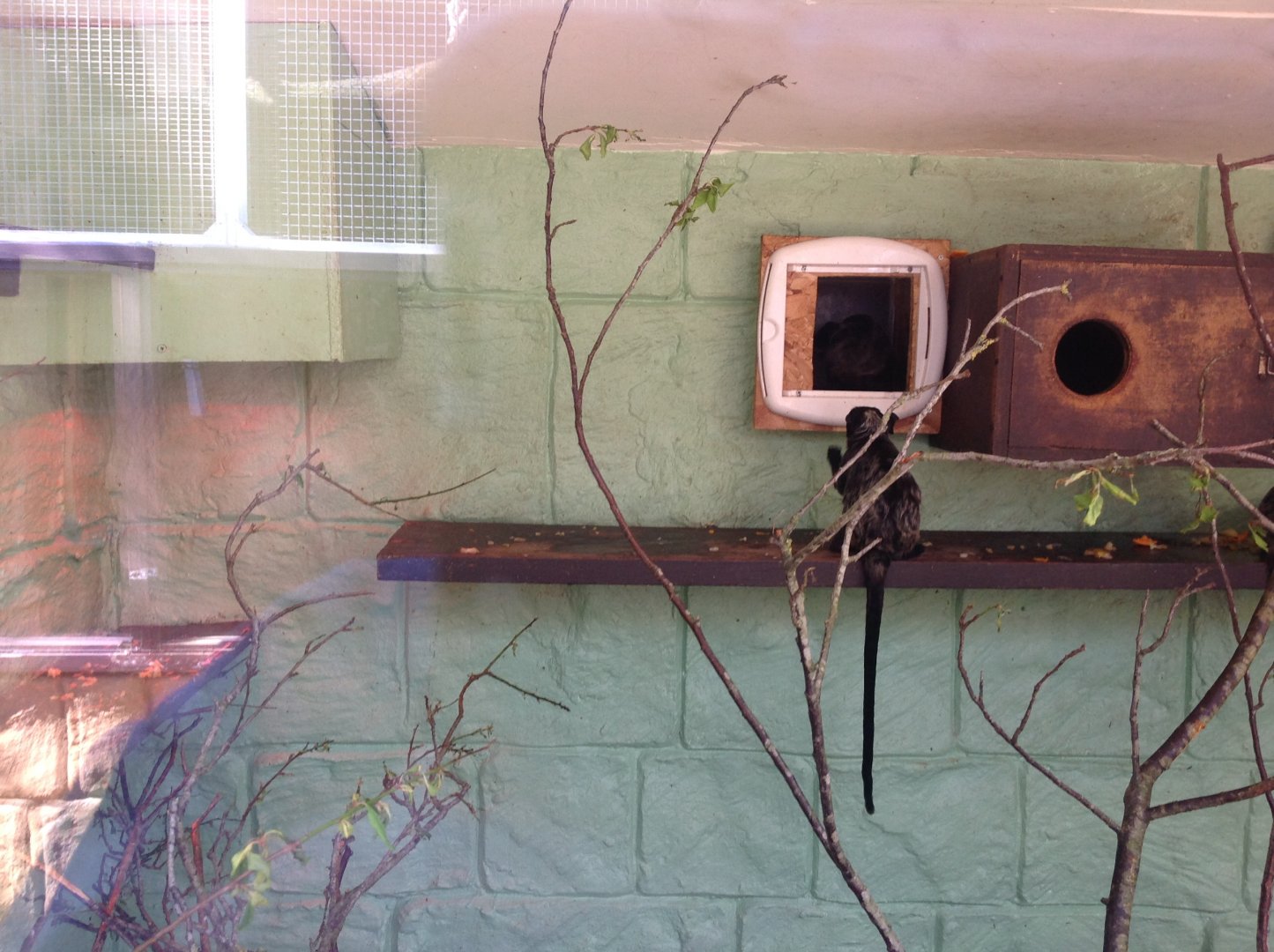 Red-Bellied Tamarin?