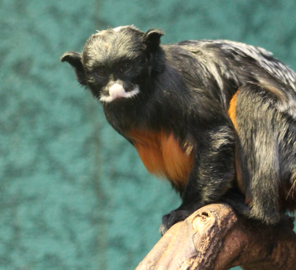 Red-bellied tamarin