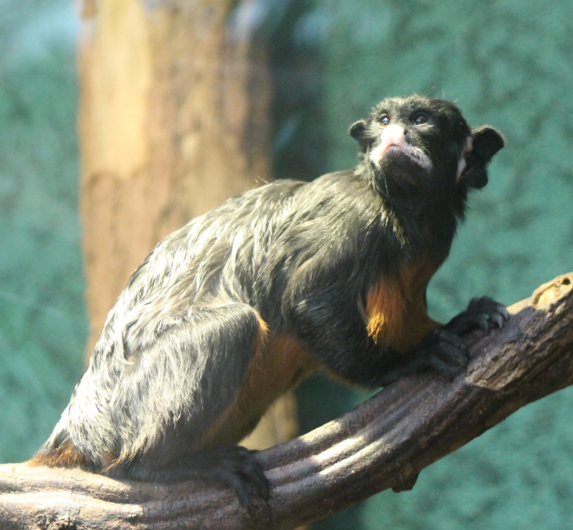 Red-bellied tamarin