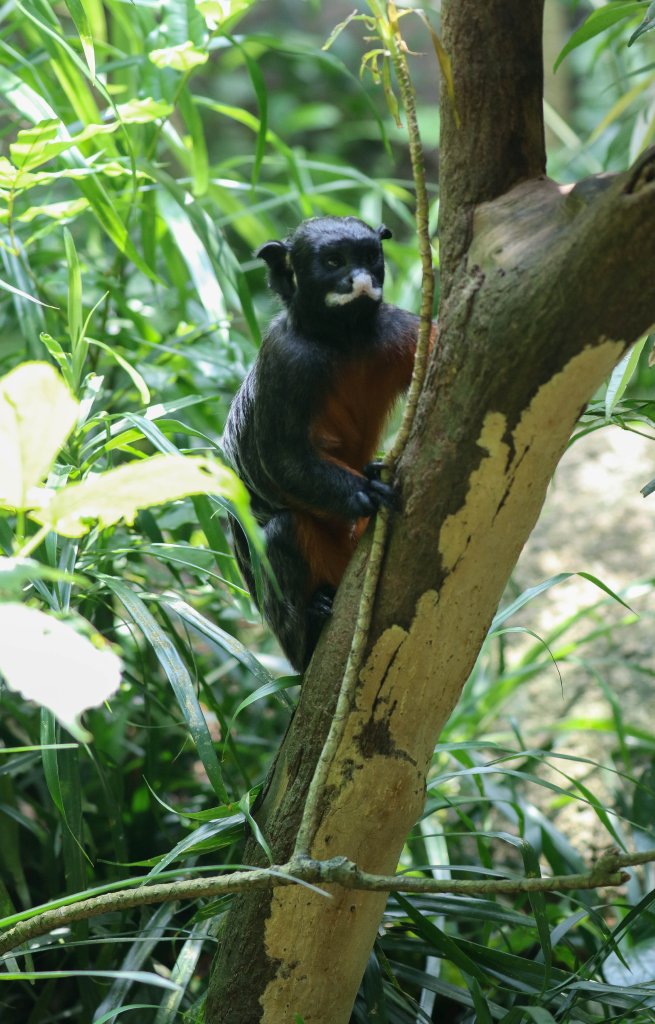 Red-bellied Tamarin