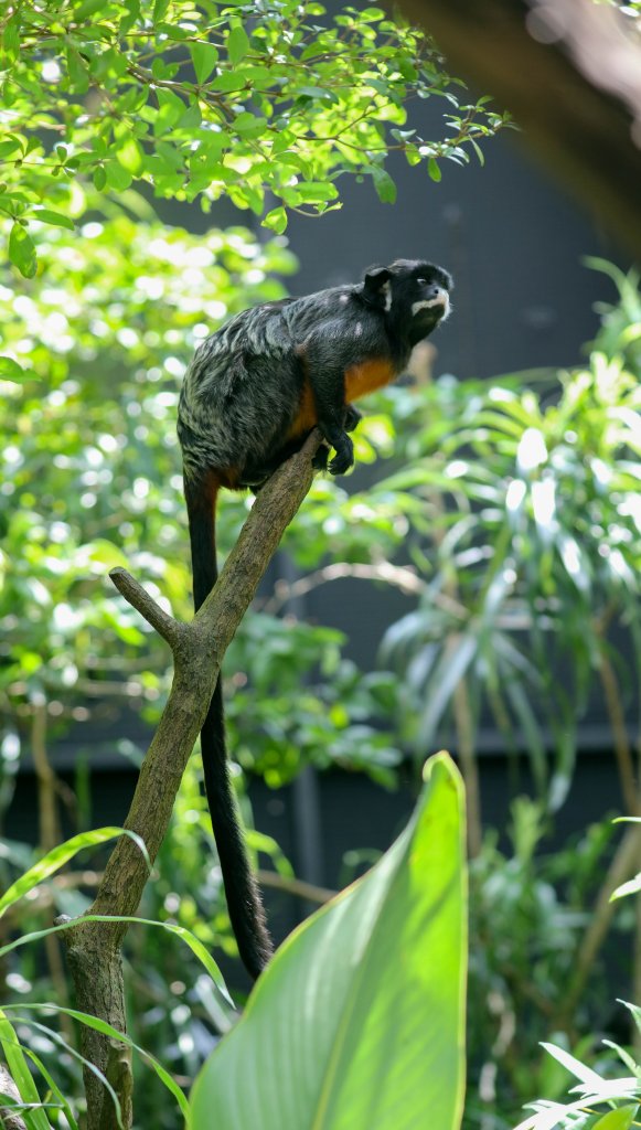 Red-bellied Tamarin