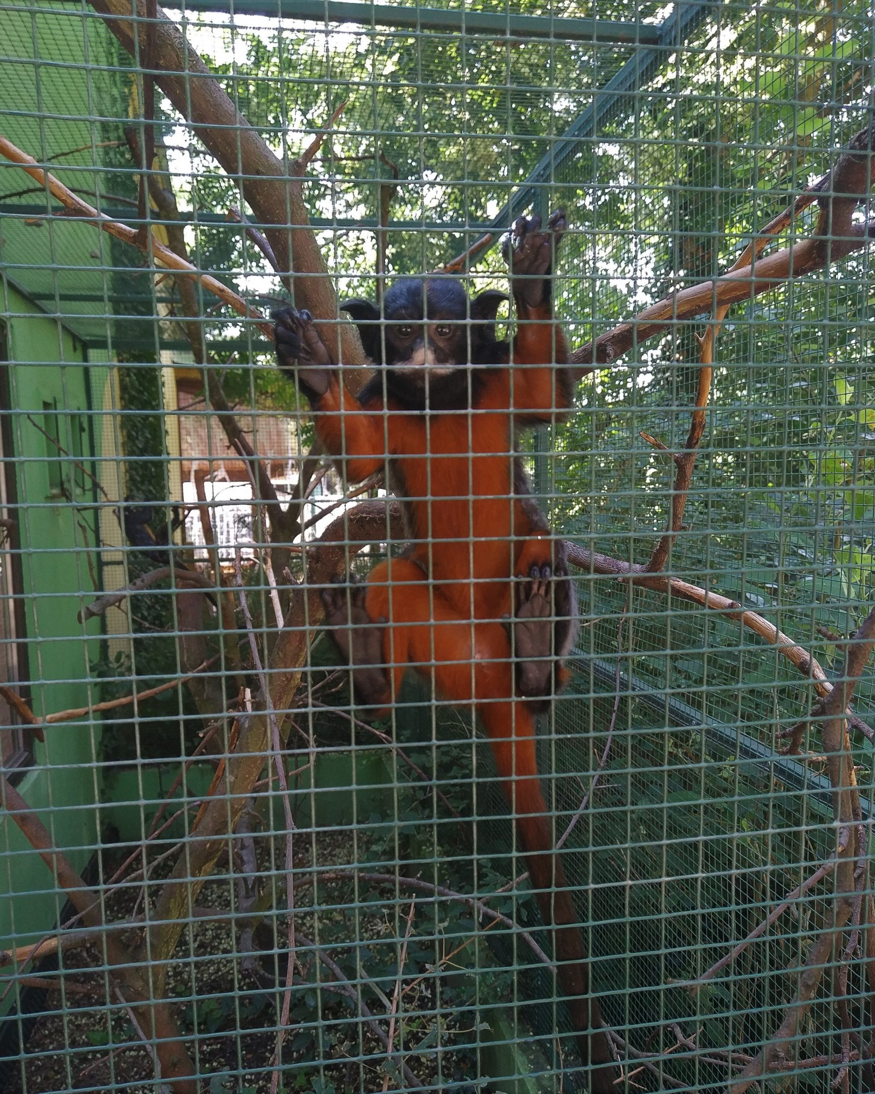 Red-bellied Tamarin