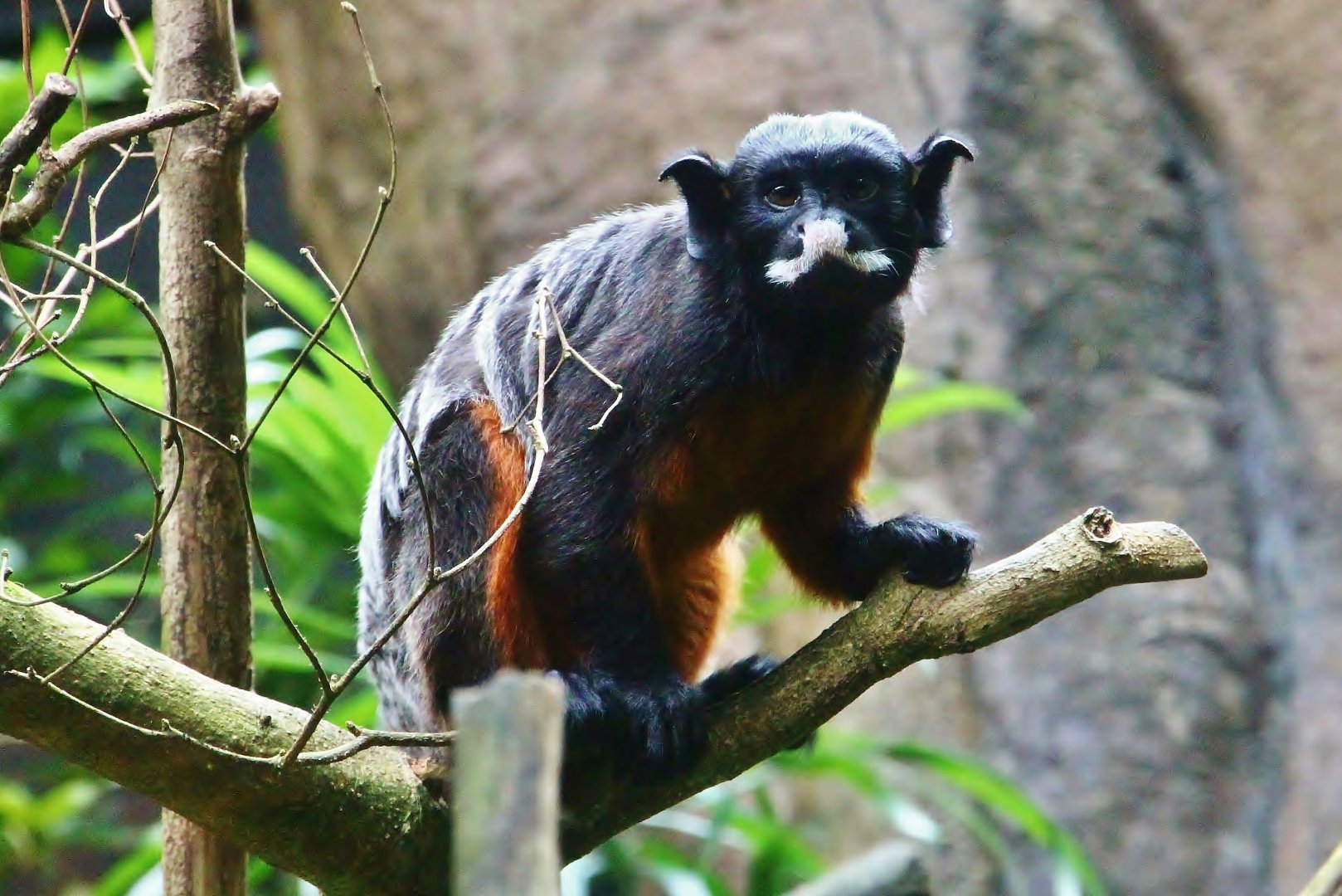 Red-bellied Tamarin