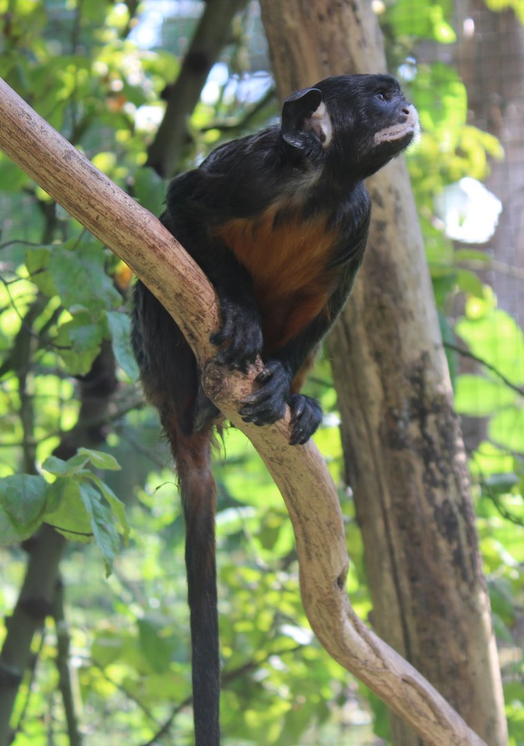 Red-bellied tamarin
