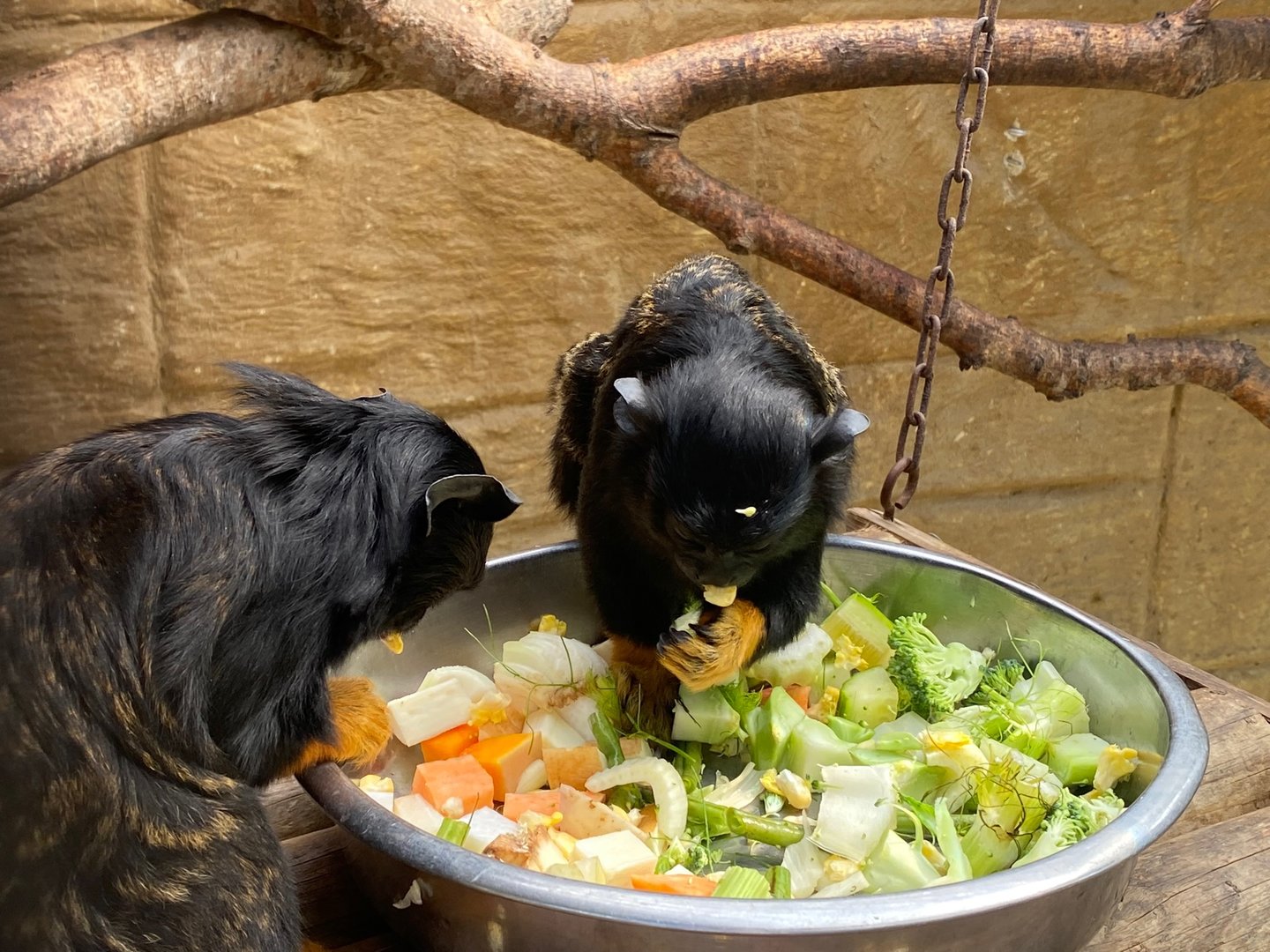 Red-bellied tamarins feeding 140923