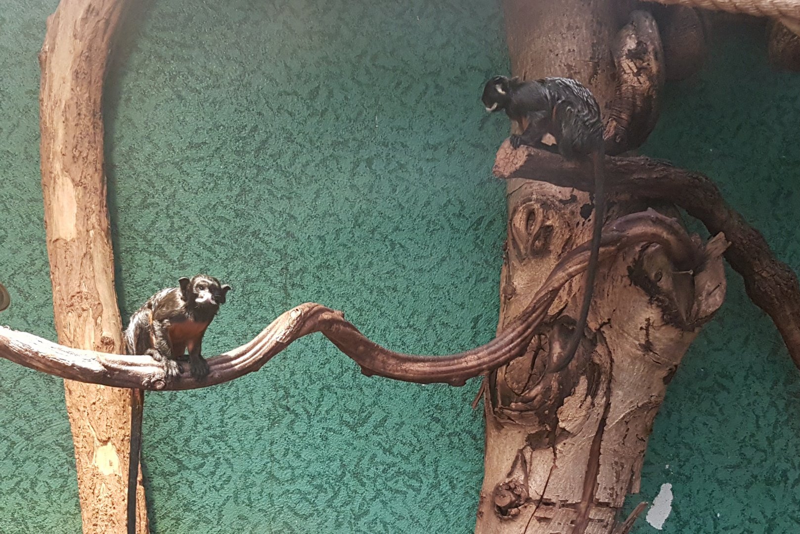 Red-bellied tamarins