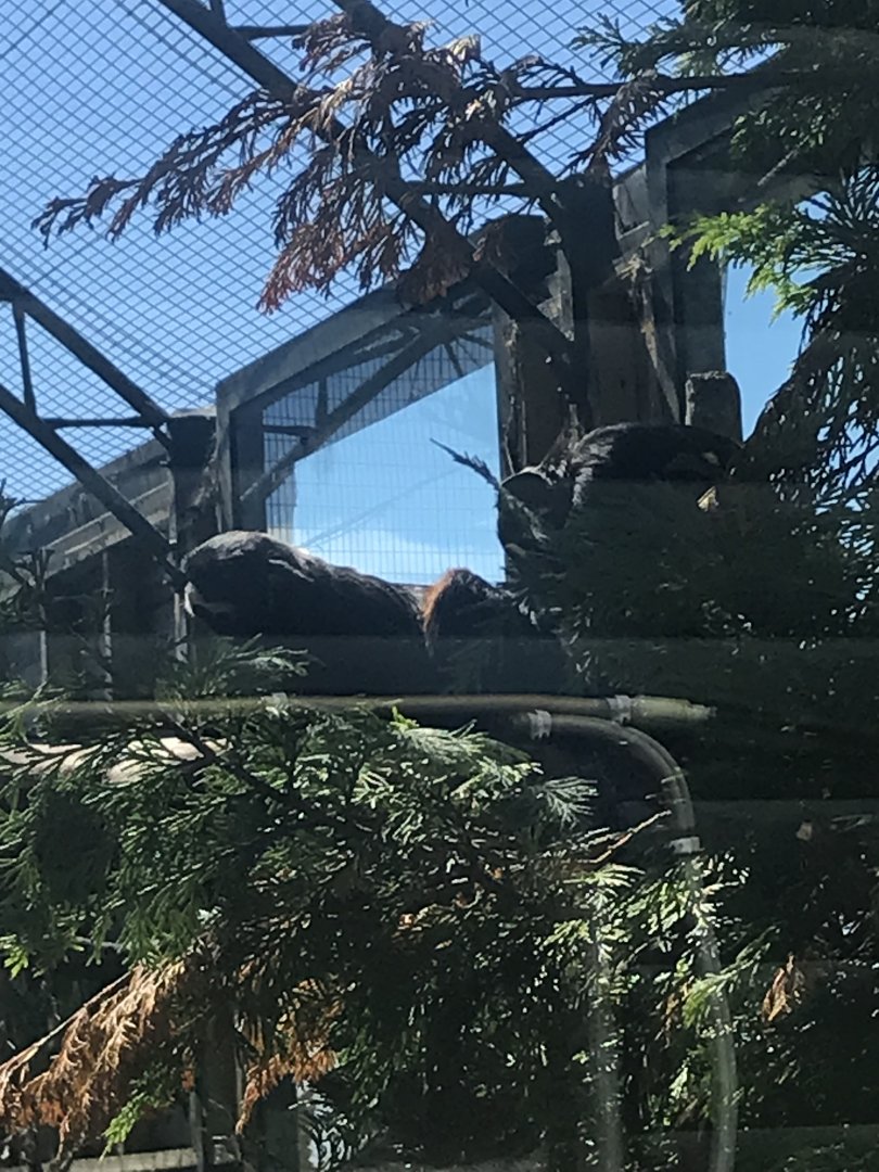 Red bellied tamarins