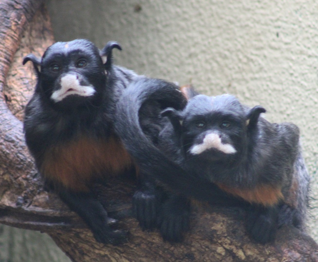 Red-bellied tamarins