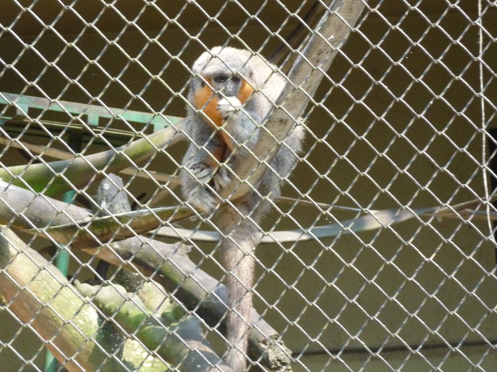 red bellied titi monkey riozoo
