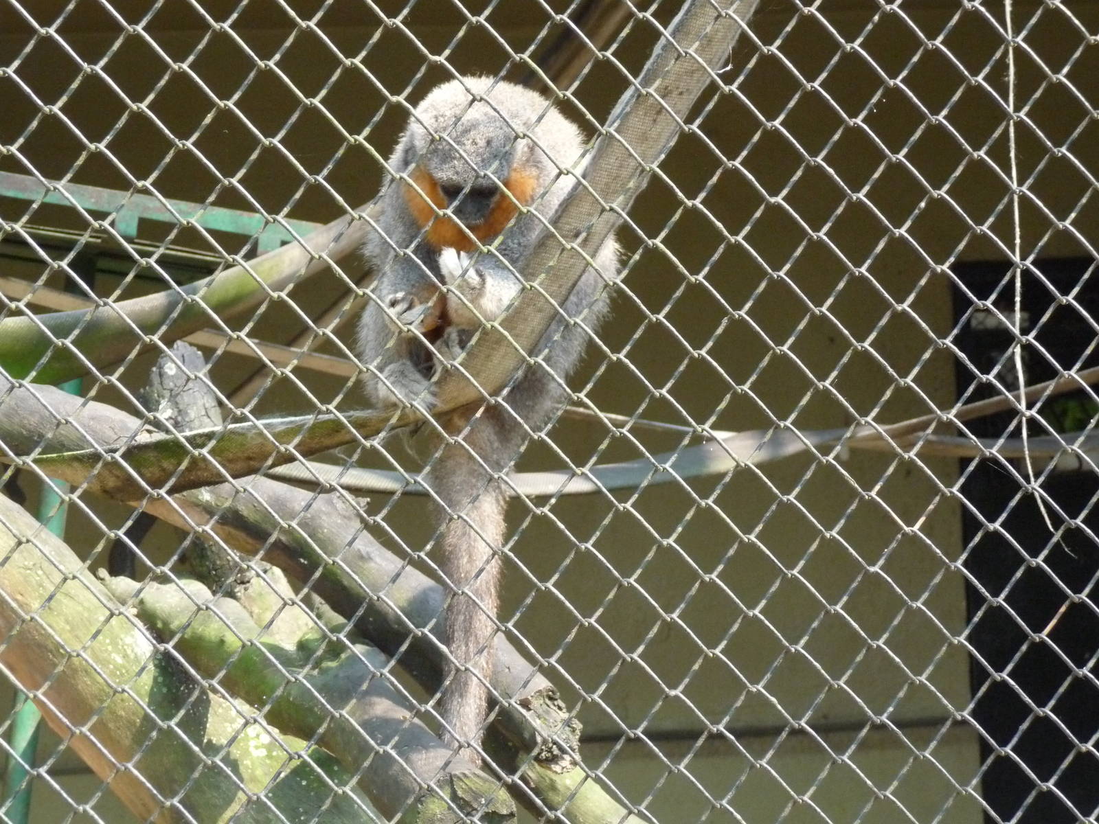 red bellied titi monkey riozoo