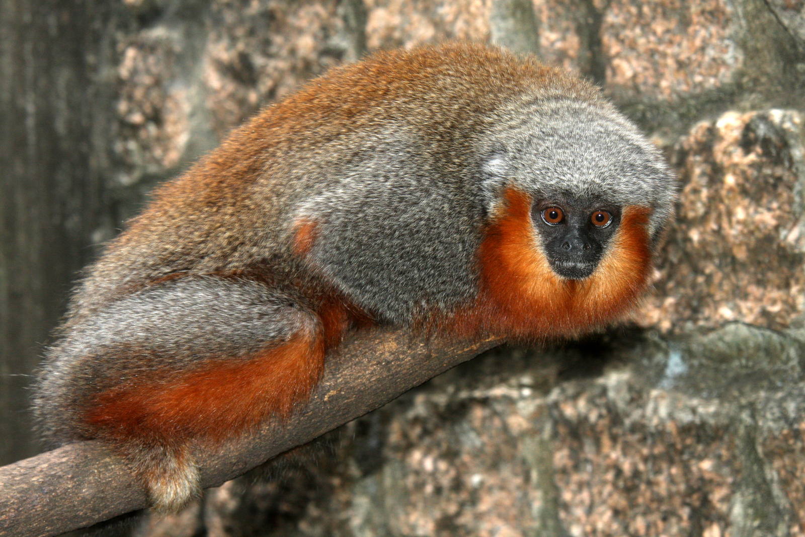 red-bellied titi or dusky titi, Callicebus moloch