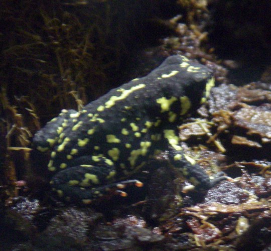 Red-bellied Toad (Melanophryniscus stelzneri)
