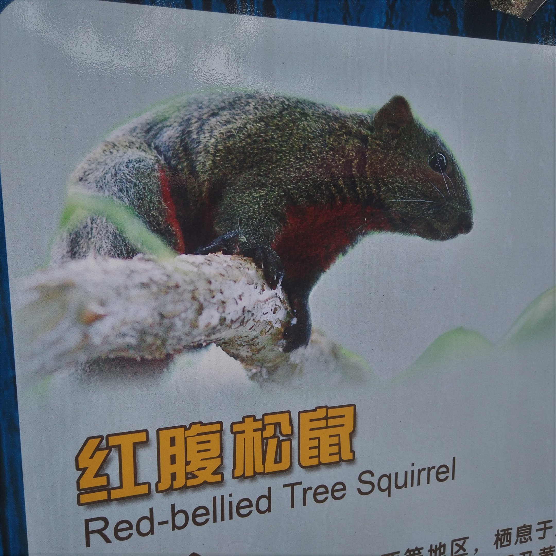 Red-bellied Tree Squirrel Signage