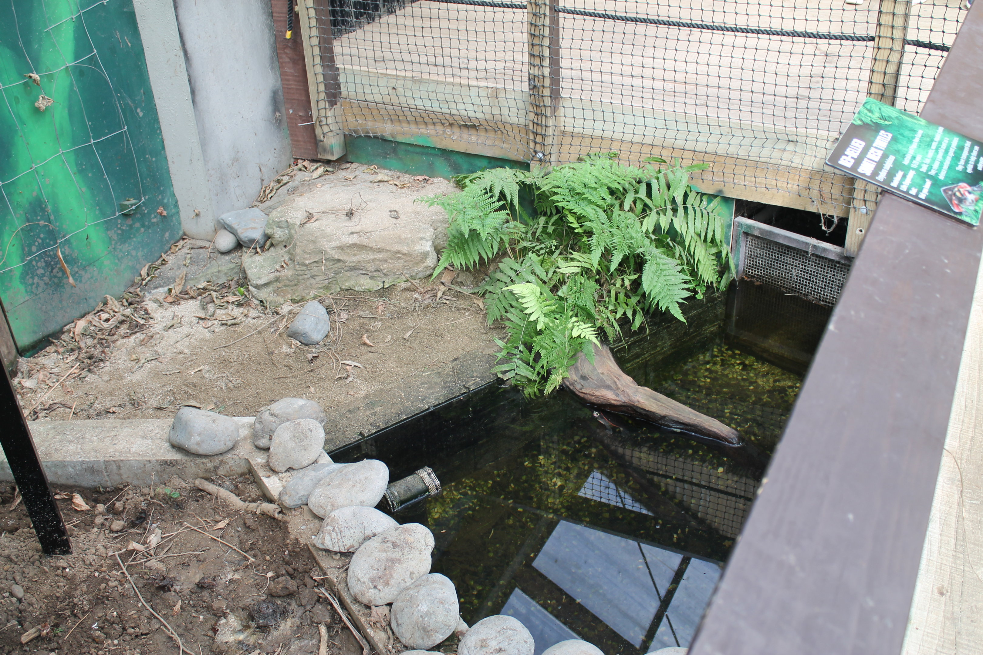Red-bellied Turtle enclosure
