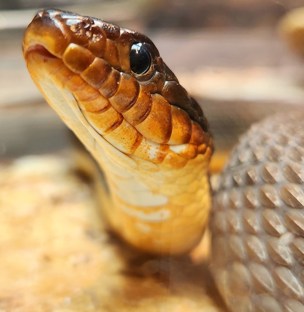 Red-Bellied Water Snake (Nerodia erythrogaster)