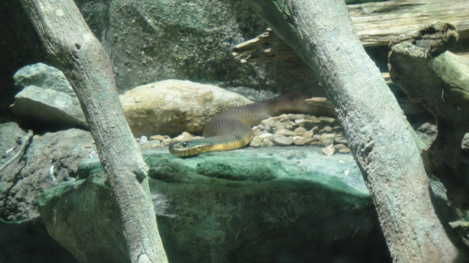 Red-bellied watersnake at North Carolina zoo 2015-1-19