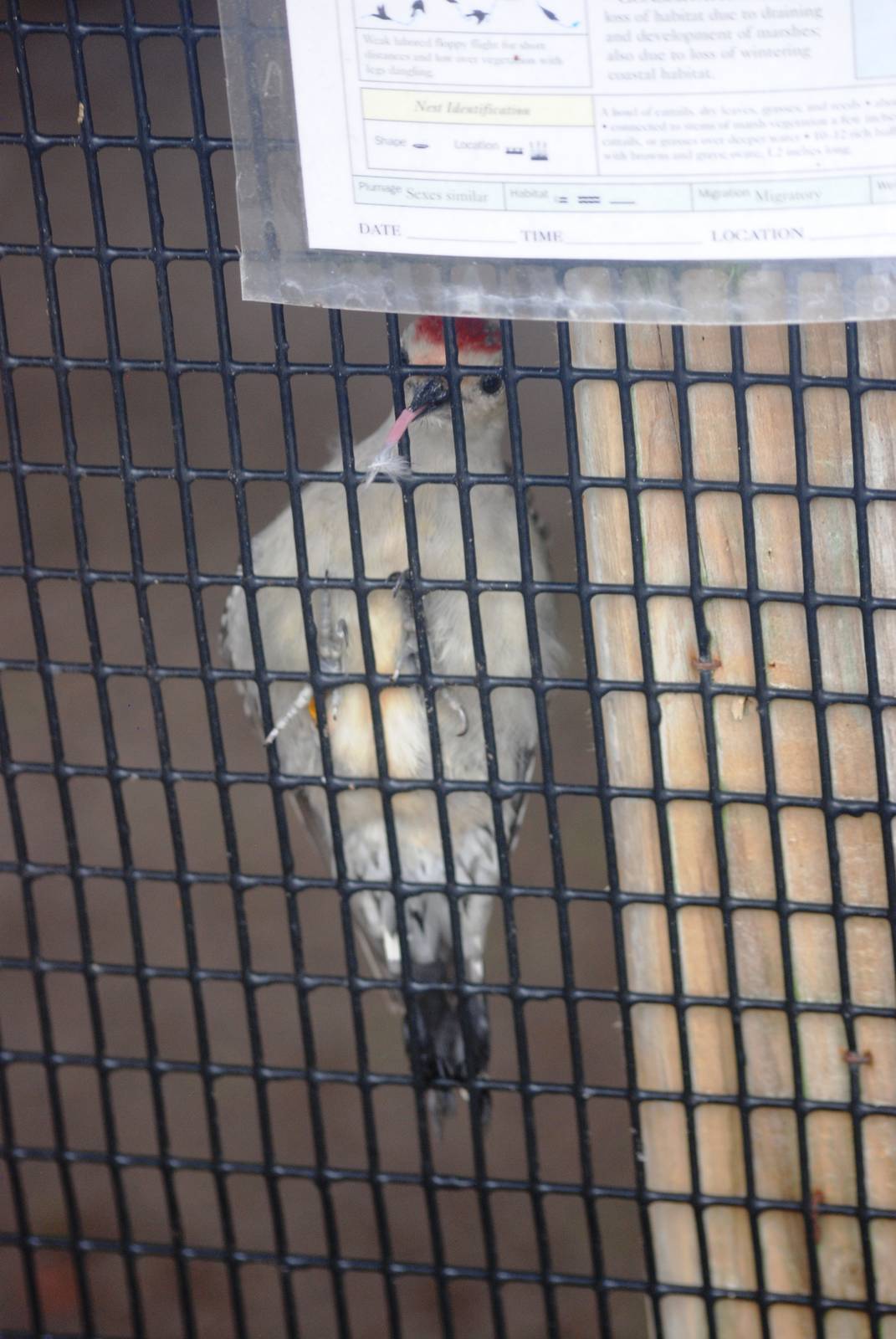Red-bellied Woodpecker at Peace River Wildlife Centre, 09/10/13
