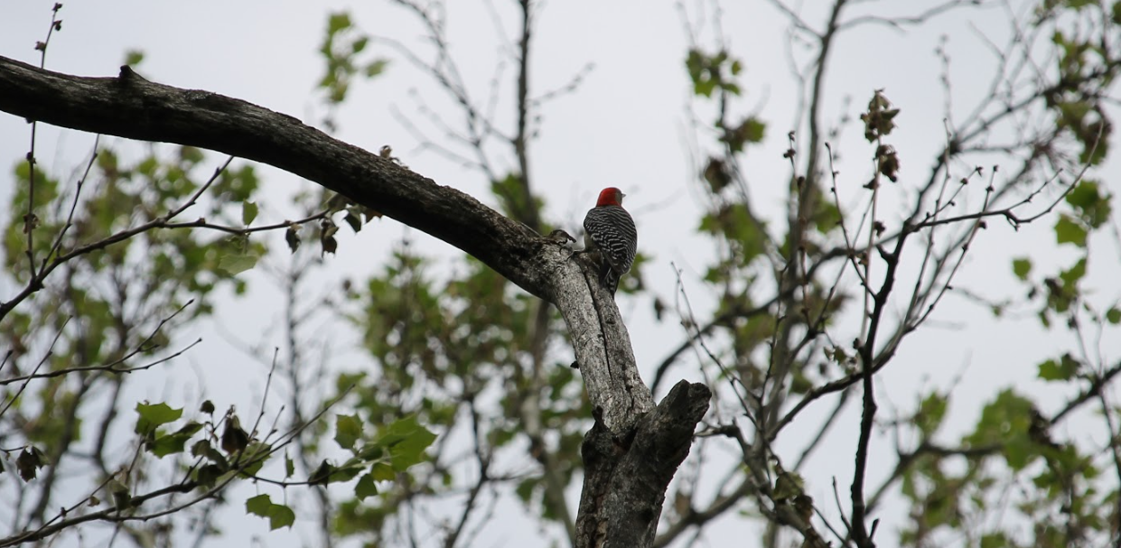 Red Bellied Woodpecker (Melanerpes carolinus)
