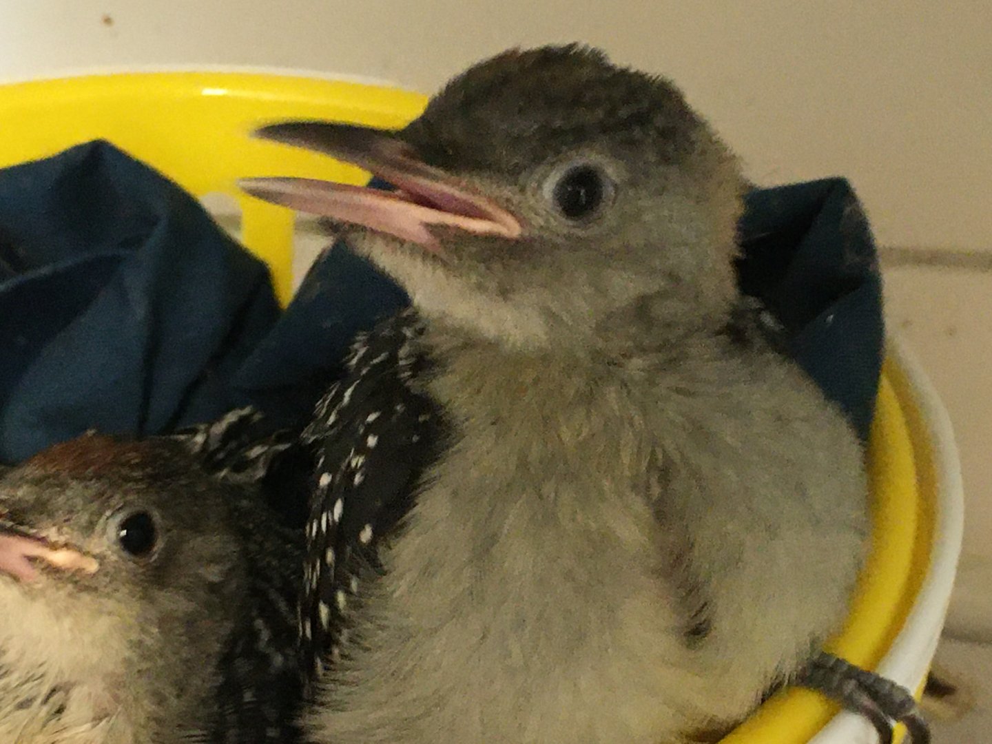 Red-Bellied Woodpecker (Melanerpes carolinus)