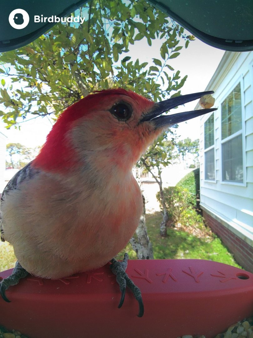 Red-Bellied Woodpecker (Melanerpes carolinus)