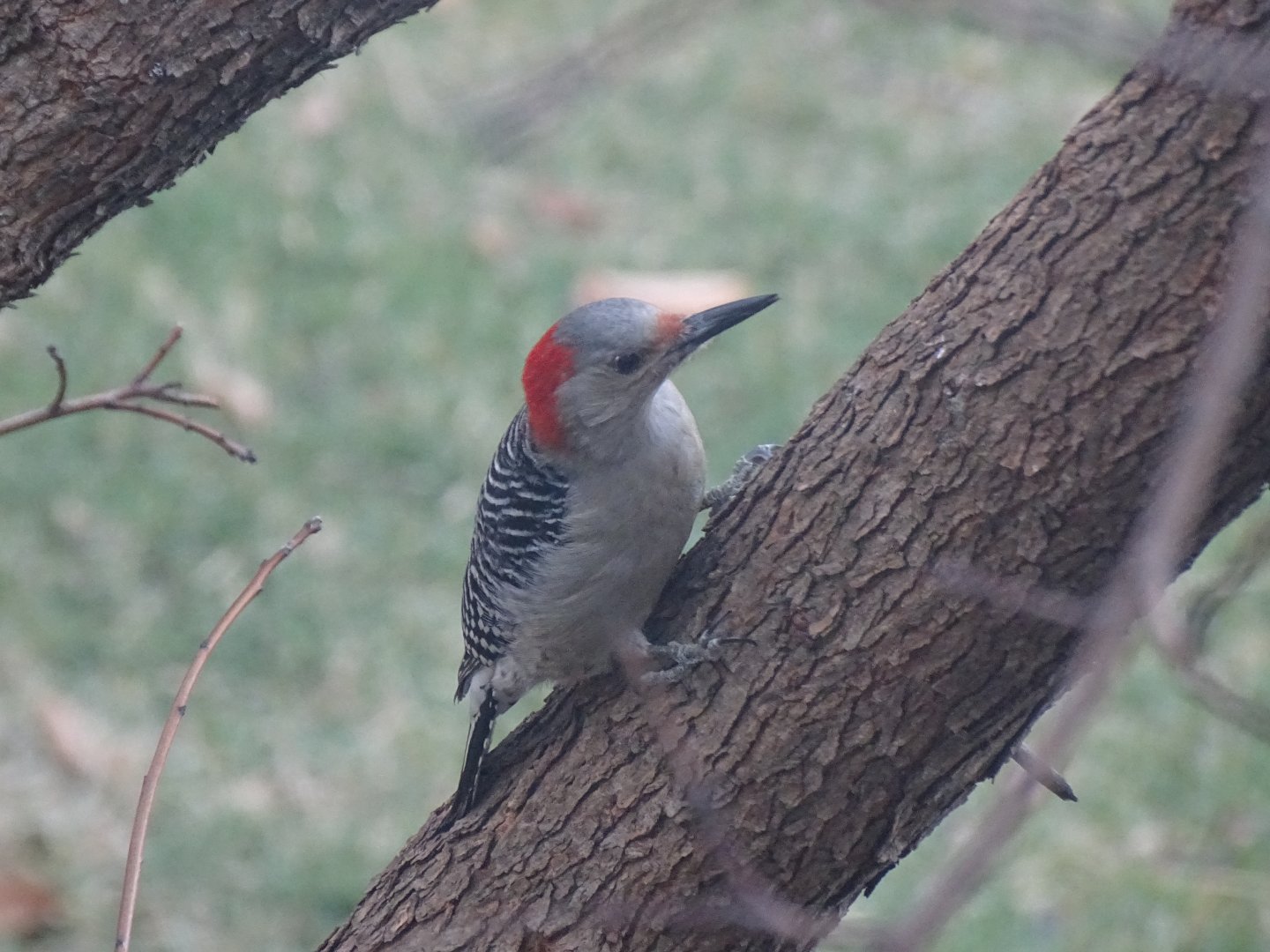Red-bellied woodpecker (Melanerpes carolinus)