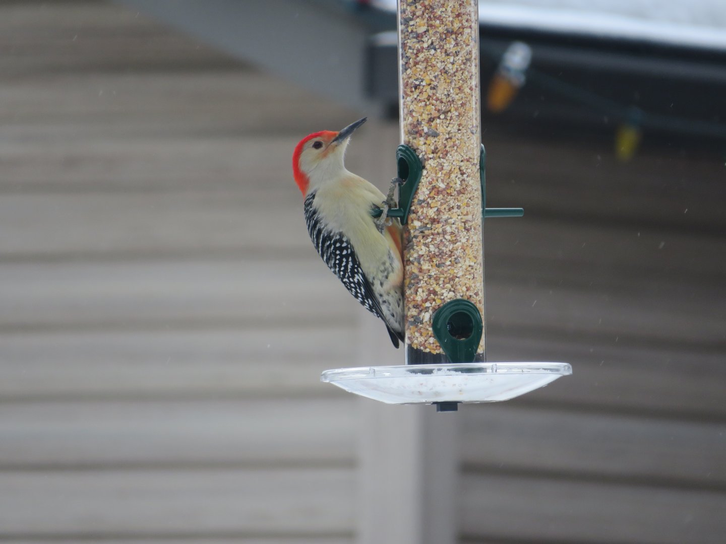 Red-bellied woodpecker Portrait