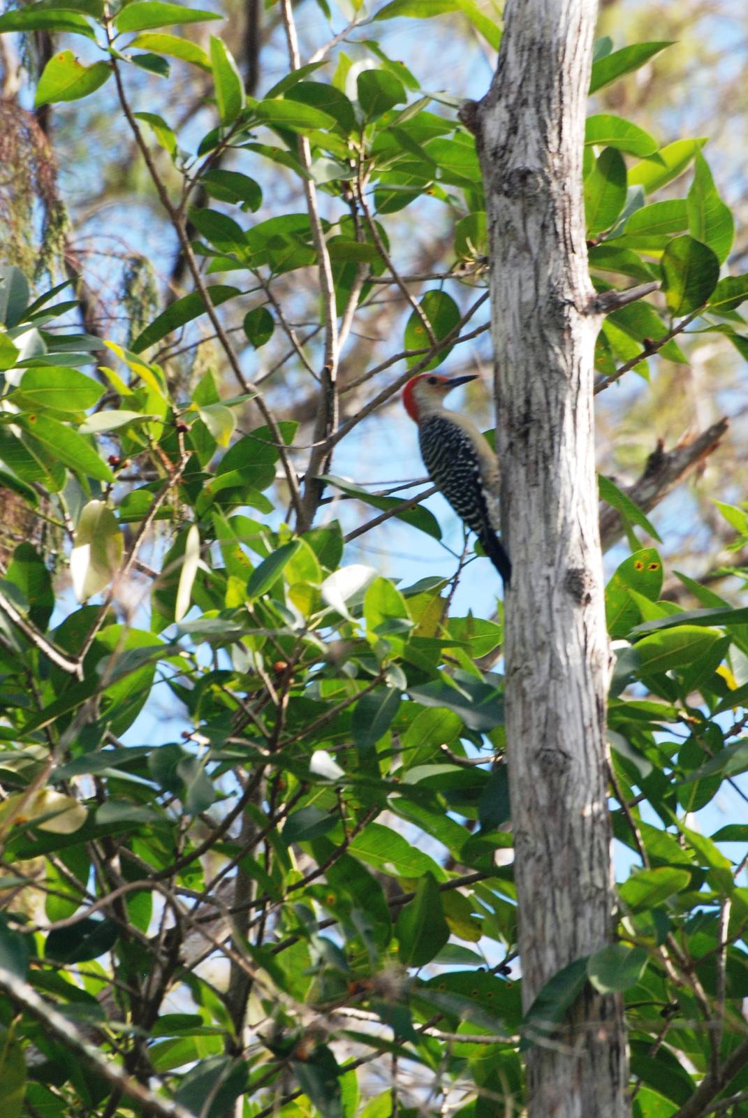 Red-bellied Woodpecker, Western Everglades/Big Cypress, October 2013