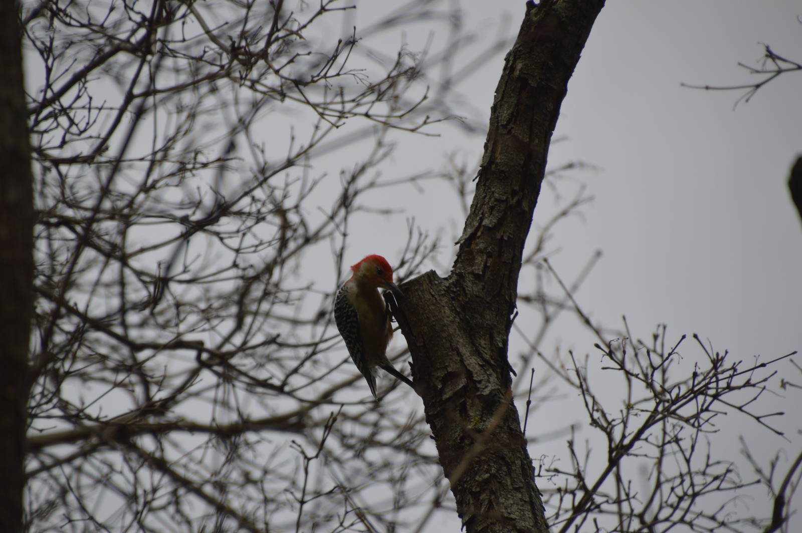 Red-bellied Woodpecker (wild) 031215