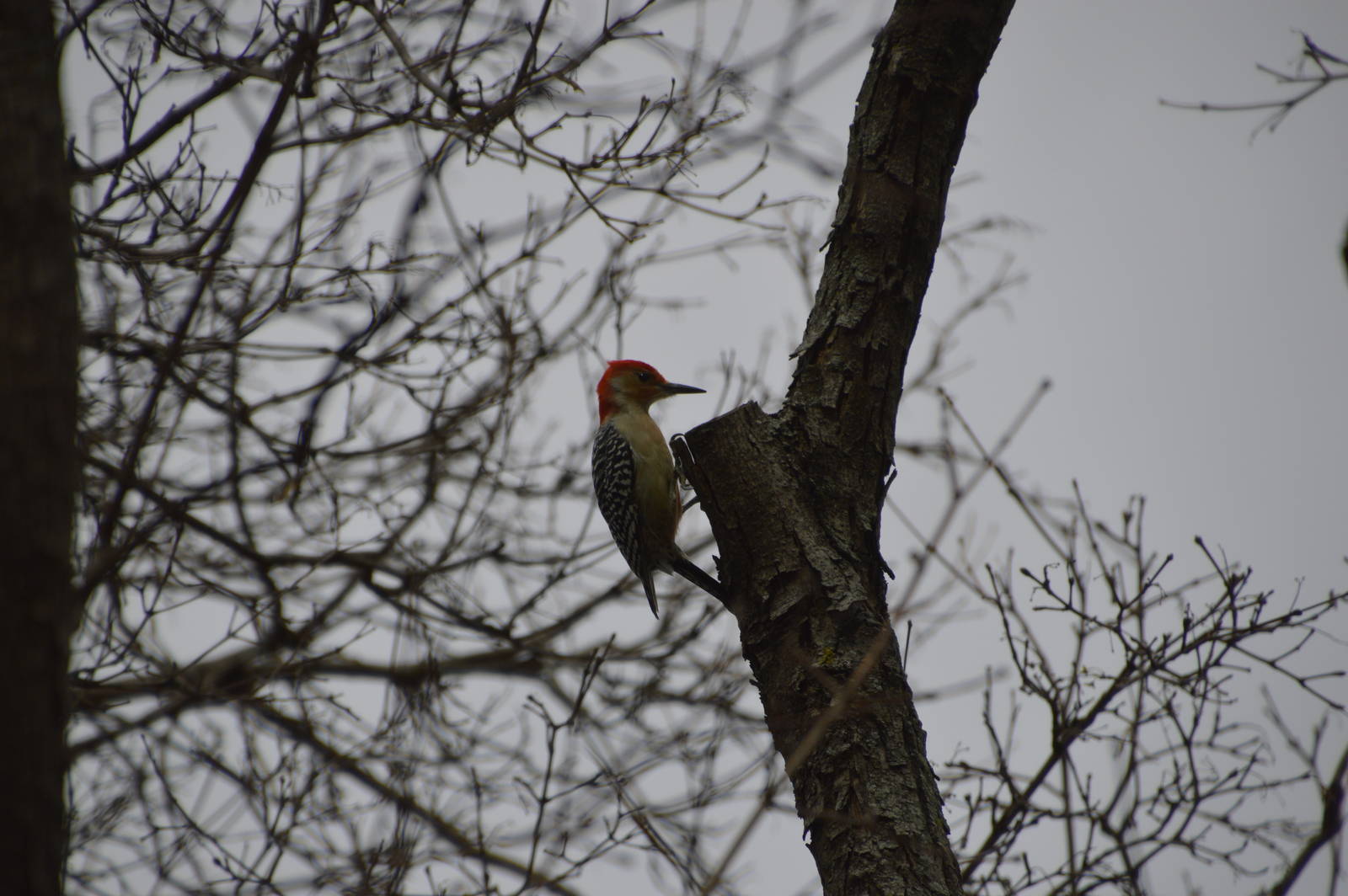 Red-bellied Woodpecker (wild) 031215