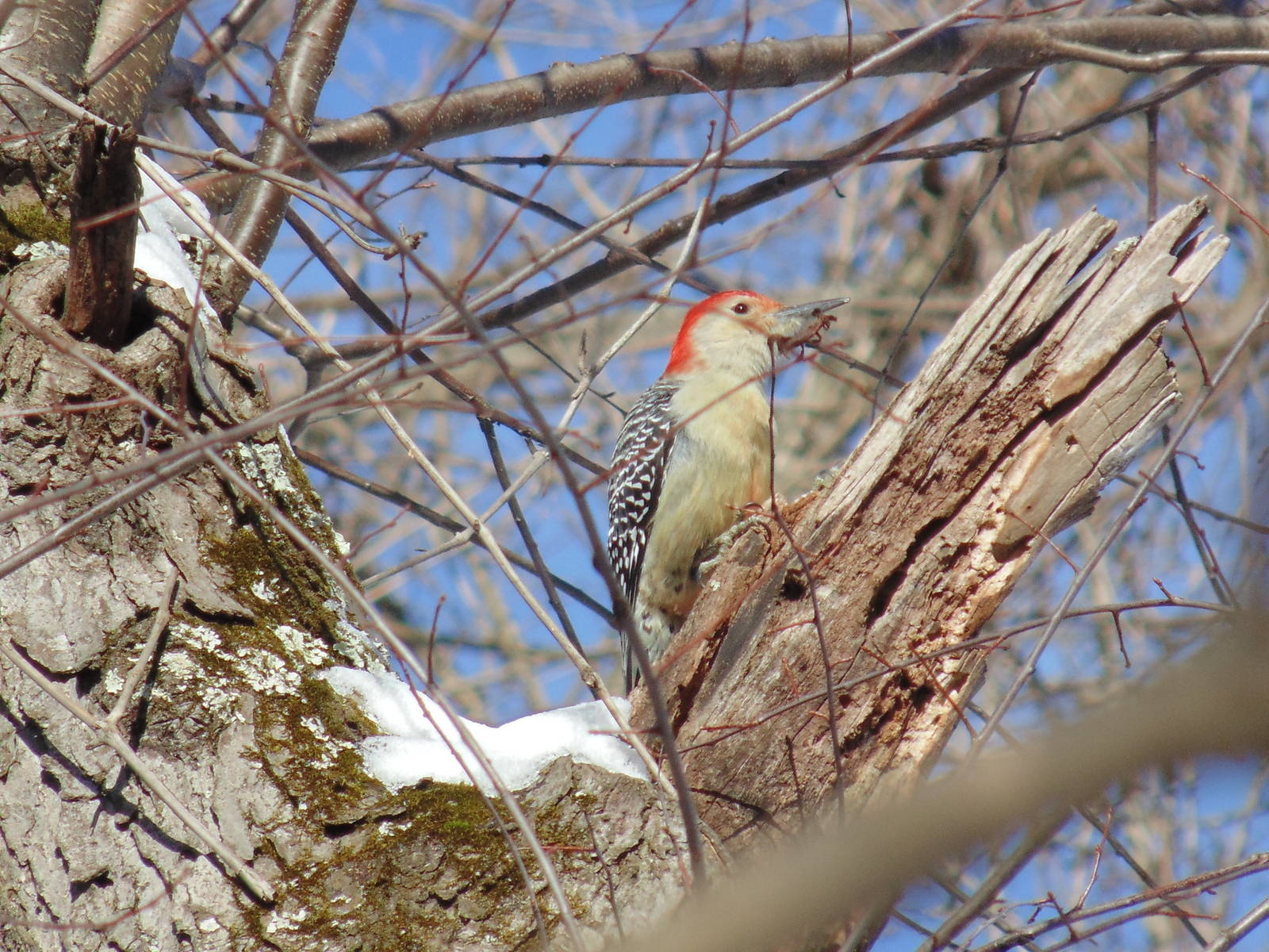 Red Bellied Woodpecker