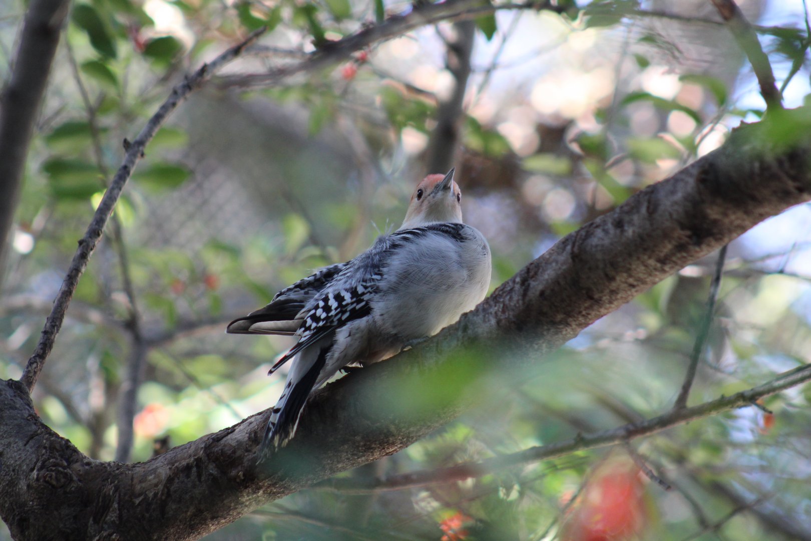Red-Bellied Woodpecker