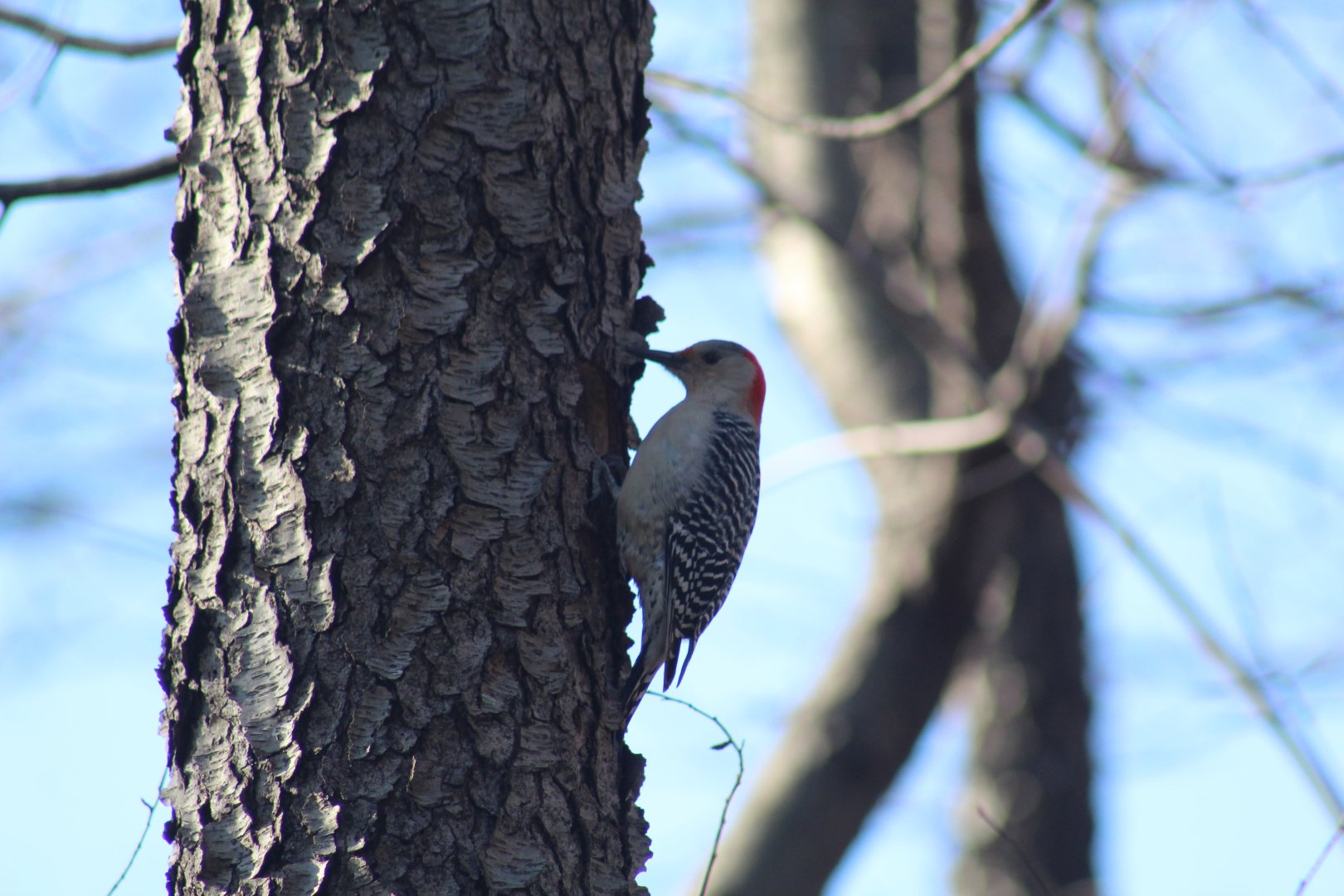 Red-Bellied Woodpecker
