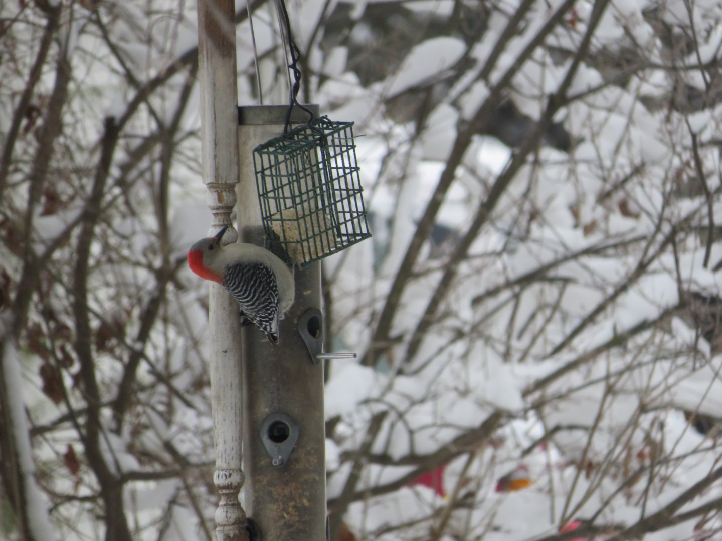 Red-Bellied Woodpecker