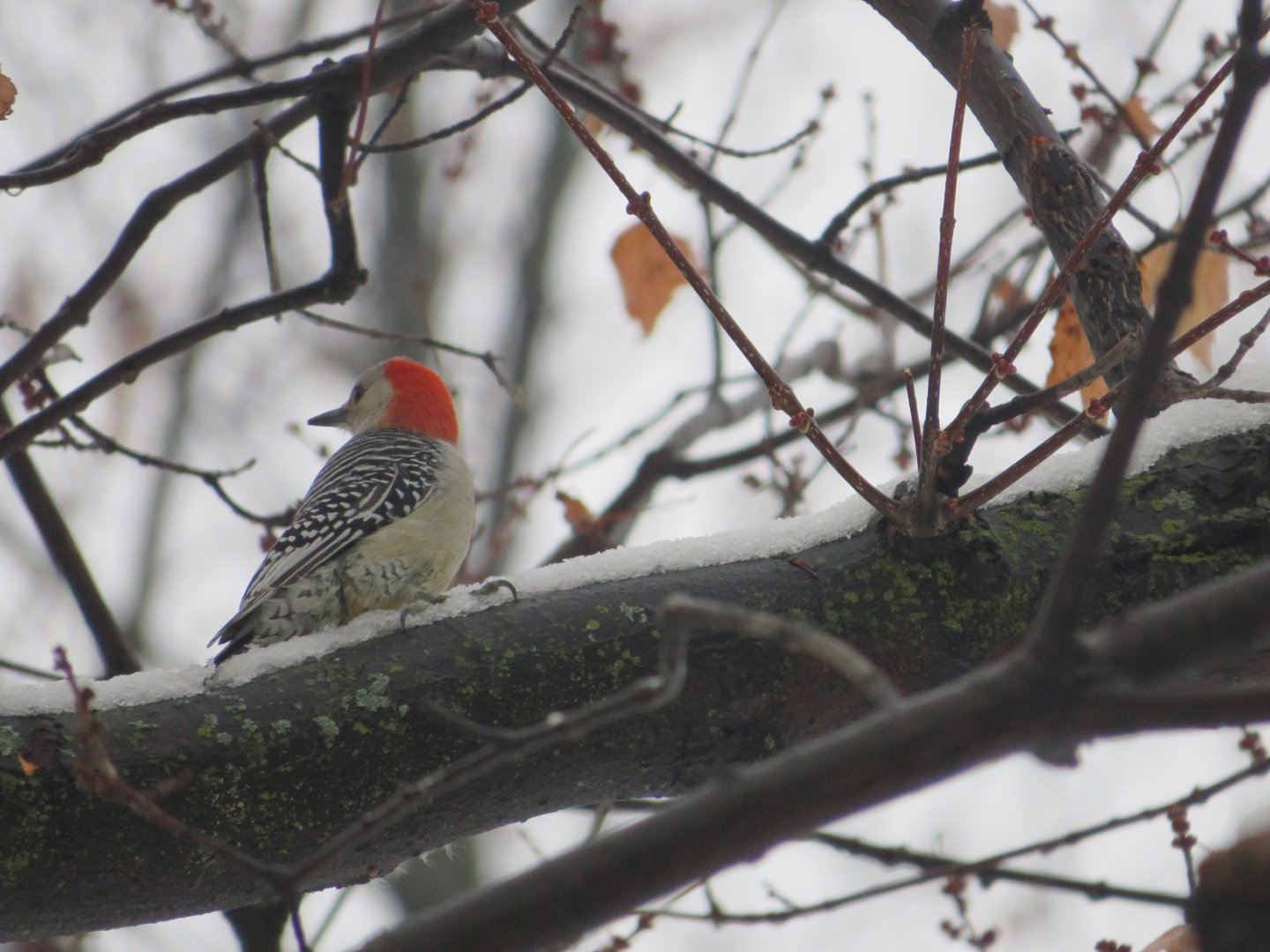 Red-Bellied Woodpecker