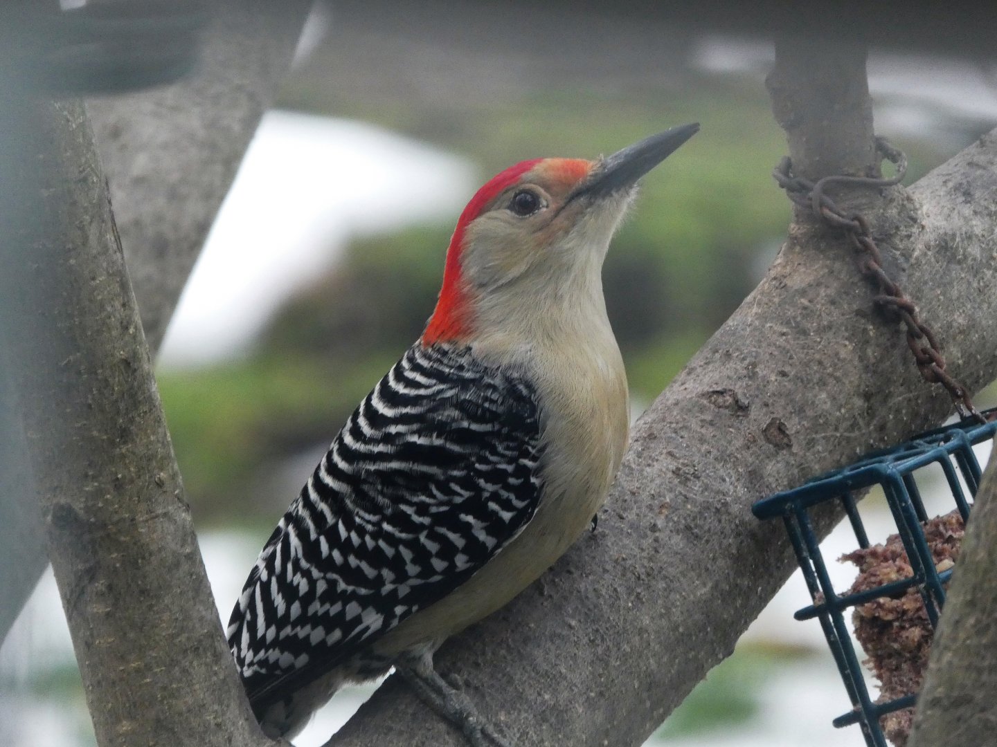 Red-bellied Woodpecker