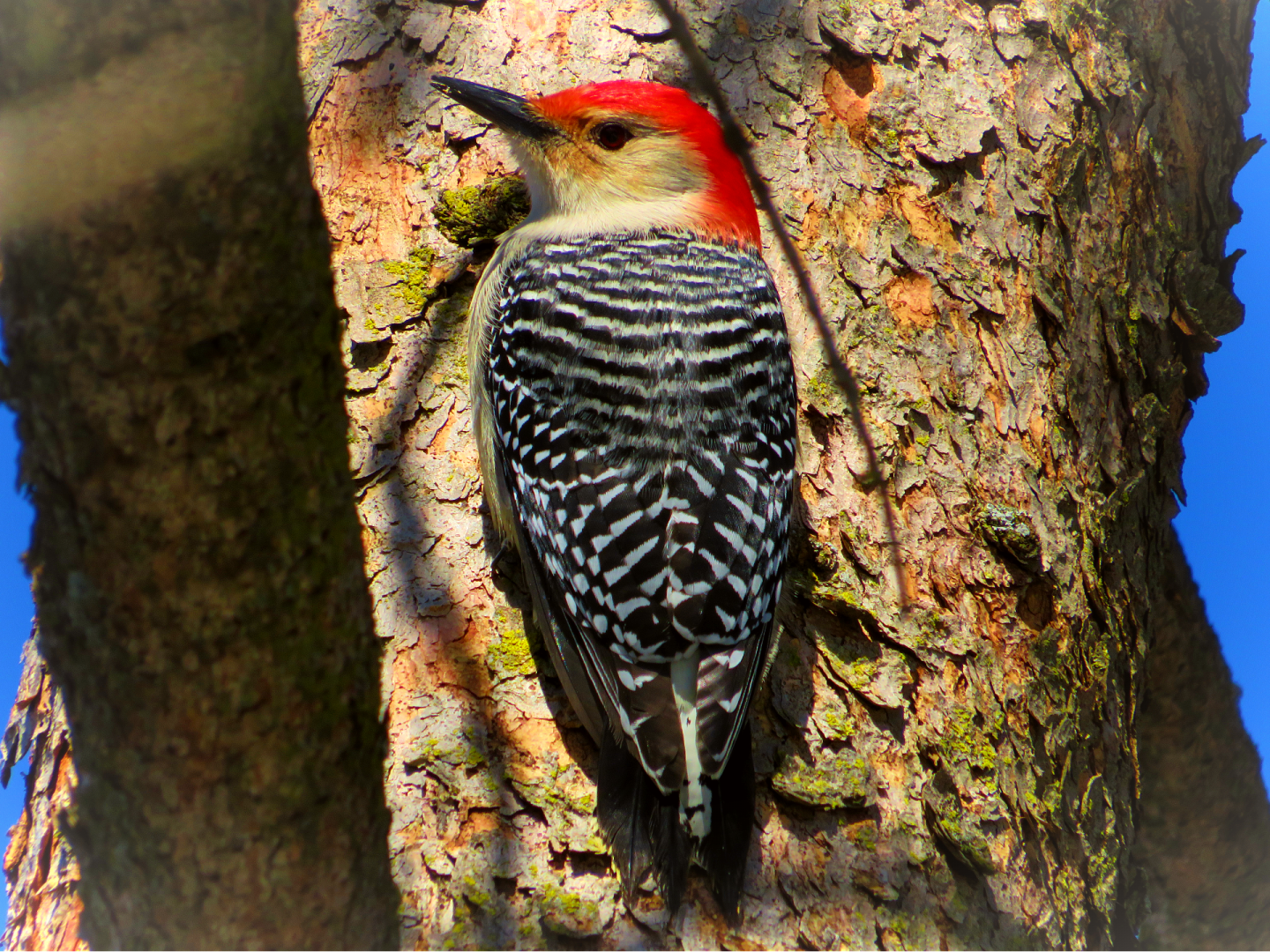 Red-bellied woodpecker