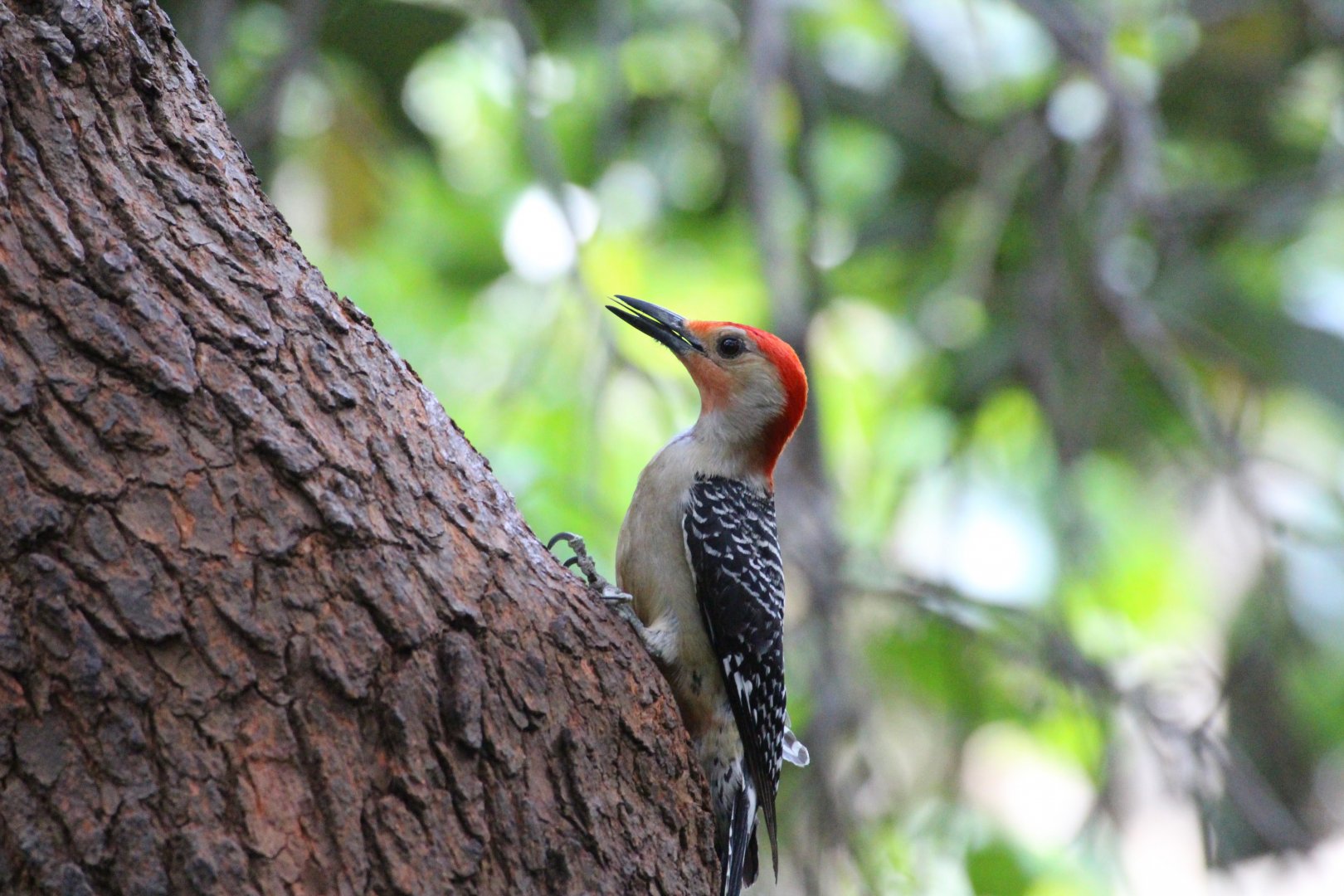 Red-bellied Woodpecker